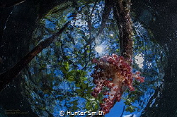 lying flat against the mangrove mud to stay out of the fr... by Hunter Smith 